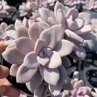 6'' Pachyphytum 'Blue Haze', Rare Live Succulent Plants