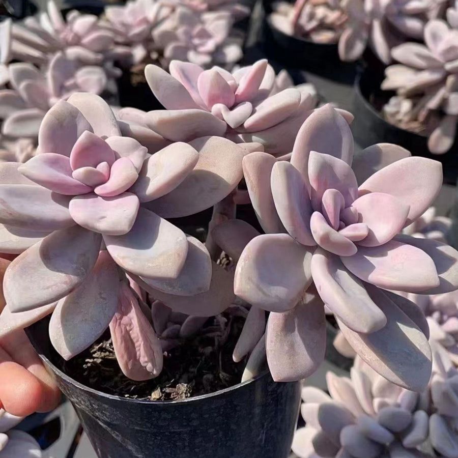 6'' Pachyphytum 'Blue Haze', Rare Live Succulent Plants