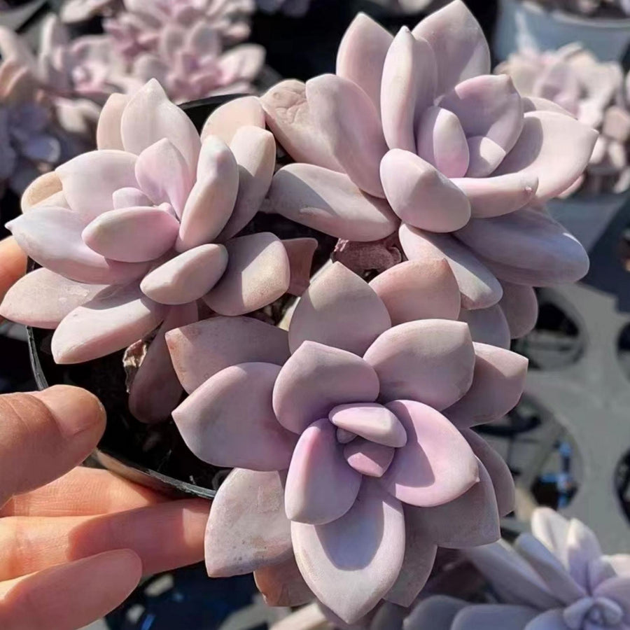 6'' Pachyphytum 'Blue Haze', Rare Live Succulent Plants