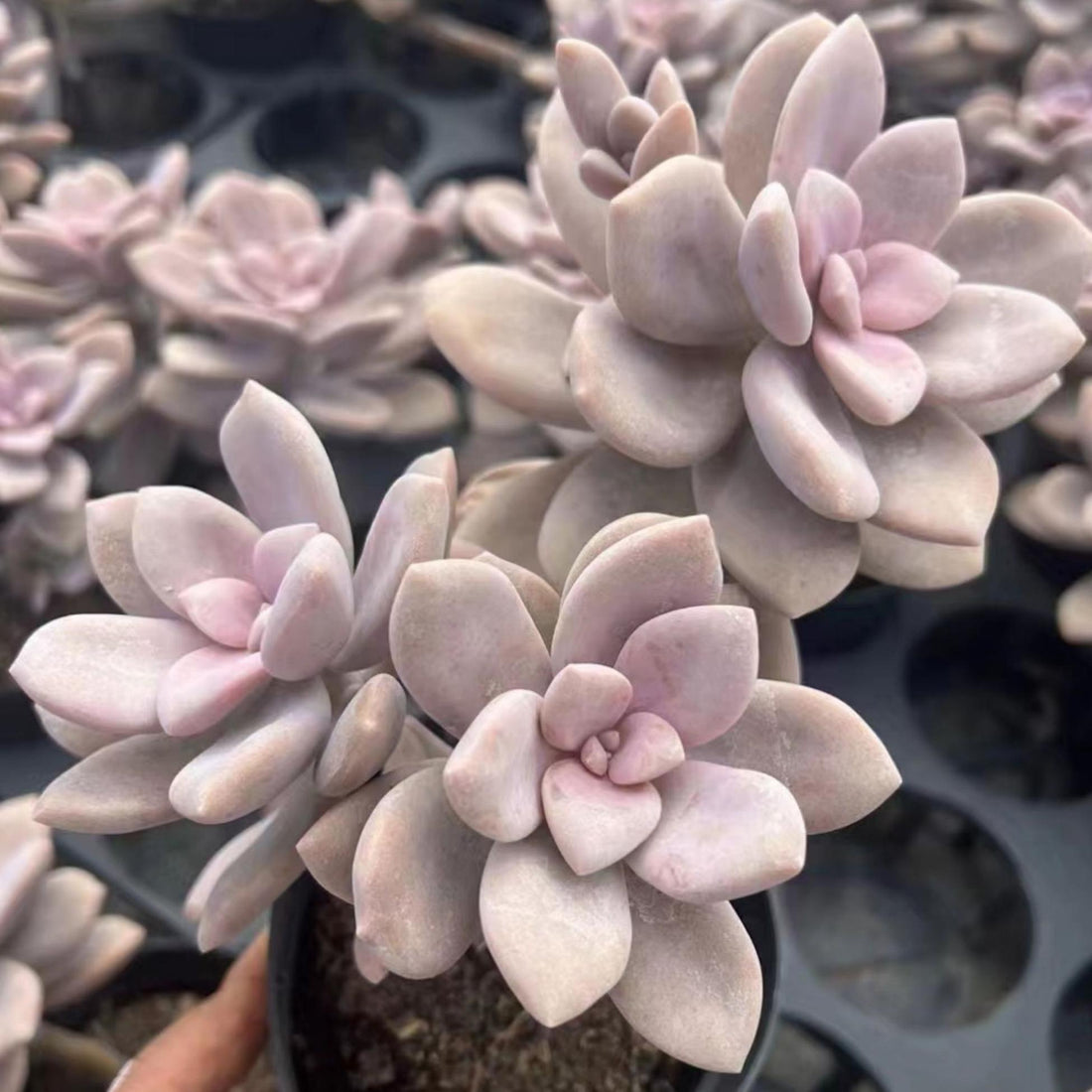 6'' Pachyphytum 'Blue Haze', Rare Live Succulent Plants