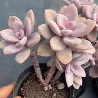 6'' Pachyphytum 'Blue Haze', Rare Live Succulent Plants