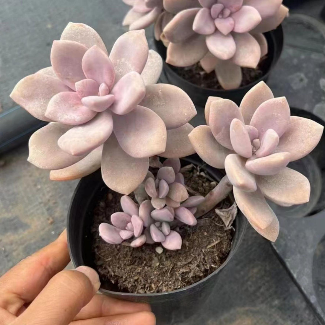 6'' Pachyphytum 'Blue Haze', Rare Live Succulent Plants