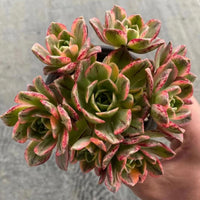 6'' Aeonium Arboreum Sweet Tea, Rare Live Succulent Plants