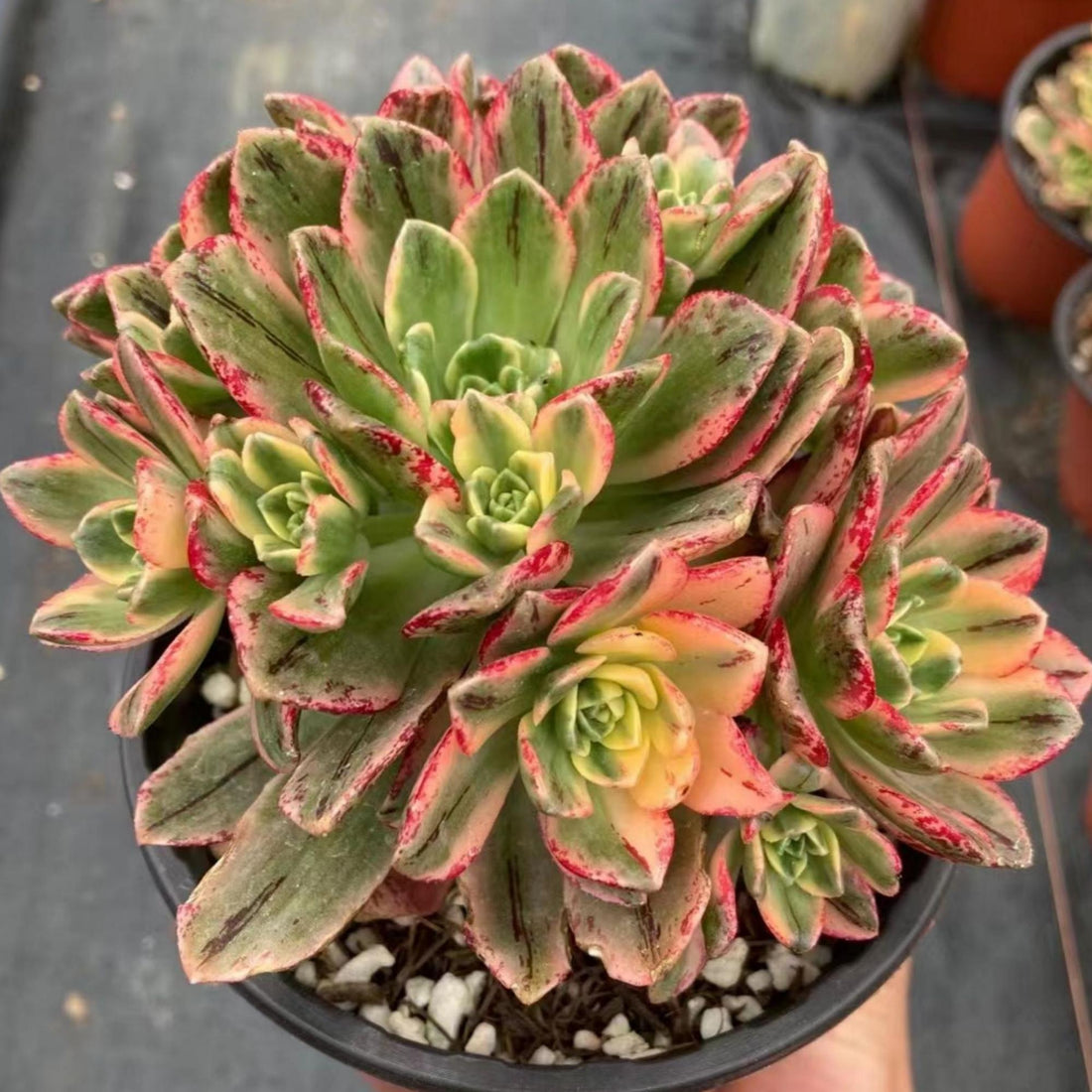 6'' Aeonium Arboreum Sweet Tea, Rare Live Succulent Plants