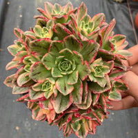 6'' Aeonium Arboreum Sweet Tea, Rare Live Succulent Plants