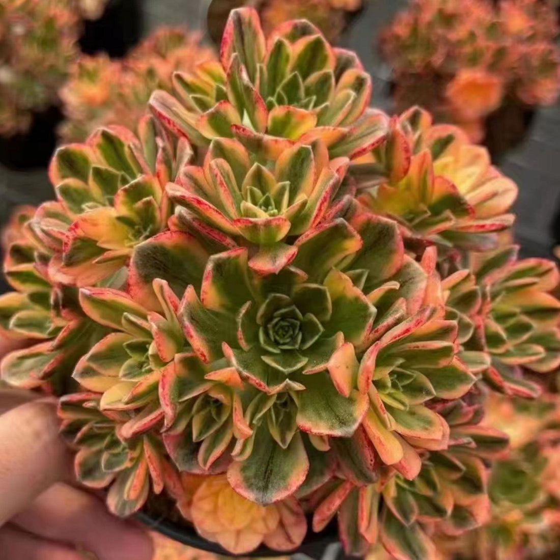 6'' Aeonium Arboreum Sweet Tea, Rare Live Succulent Plants