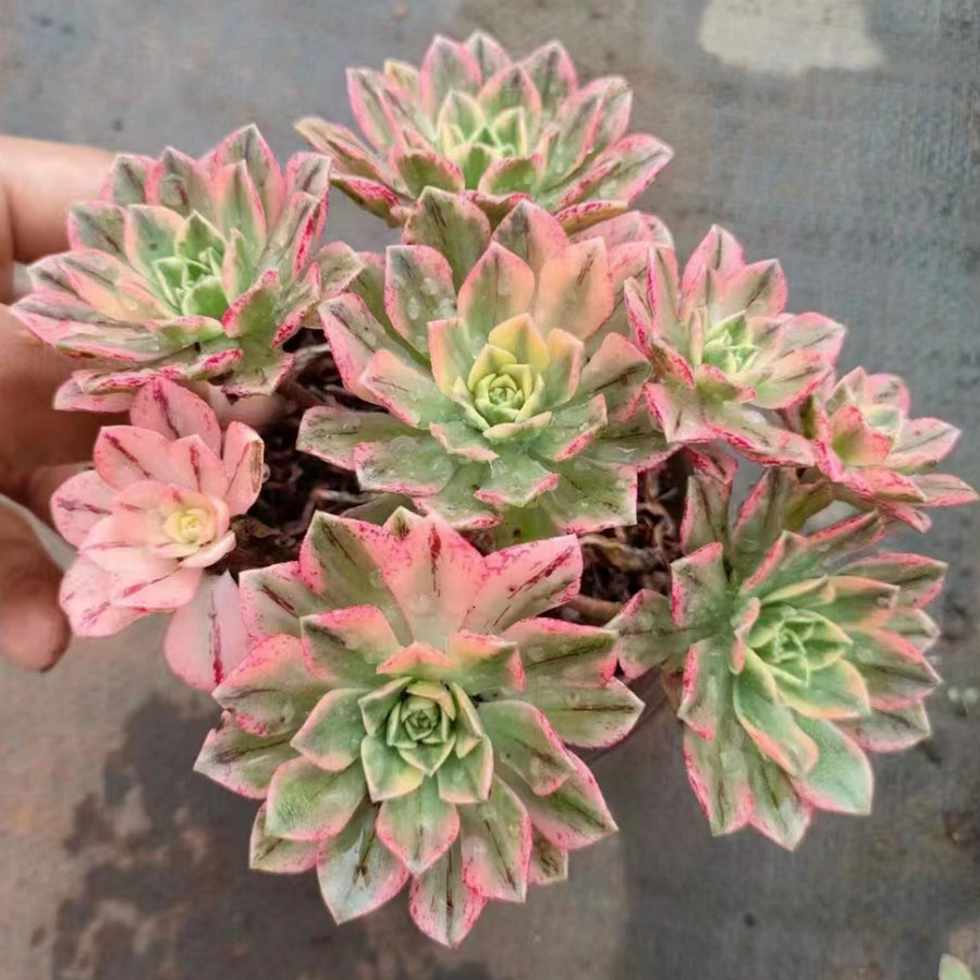 6'' Aeonium Arboreum Sweet Tea, Rare Live Succulent Plants