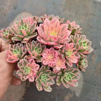 6'' Aeonium Arboreum Sweet Tea, Rare Live Succulent Plants