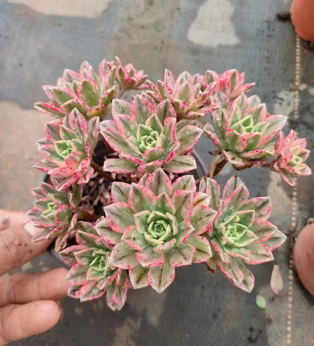 6'' Aeonium Arboreum Sweet Tea, Rare Live Succulent Plants