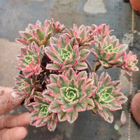 6'' Aeonium Arboreum Sweet Tea, Rare Live Succulent Plants