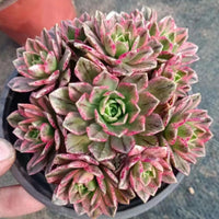 6'' Aeonium Arboreum Sweet Tea, Rare Live Succulent Plants