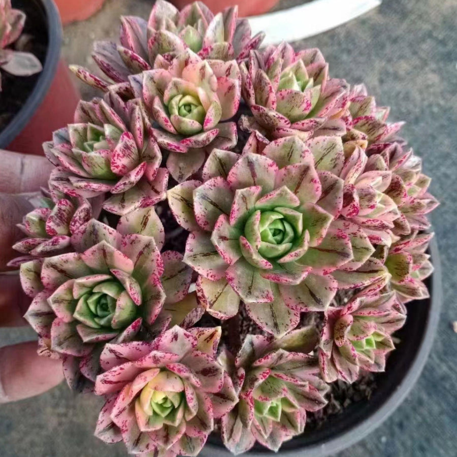 6'' Aeonium Arboreum Sweet Tea, Rare Live Succulent Plants