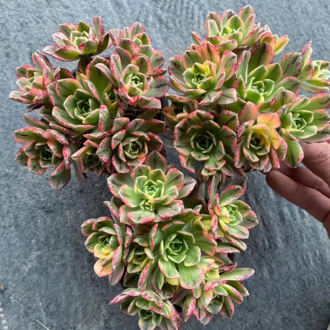 6'' Aeonium Arboreum Sweet Tea, Rare Live Succulent Plants