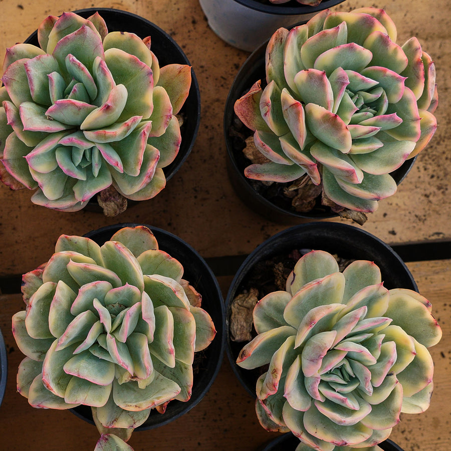 5'' Echeveria Luella, Rare Live Succulent Plants