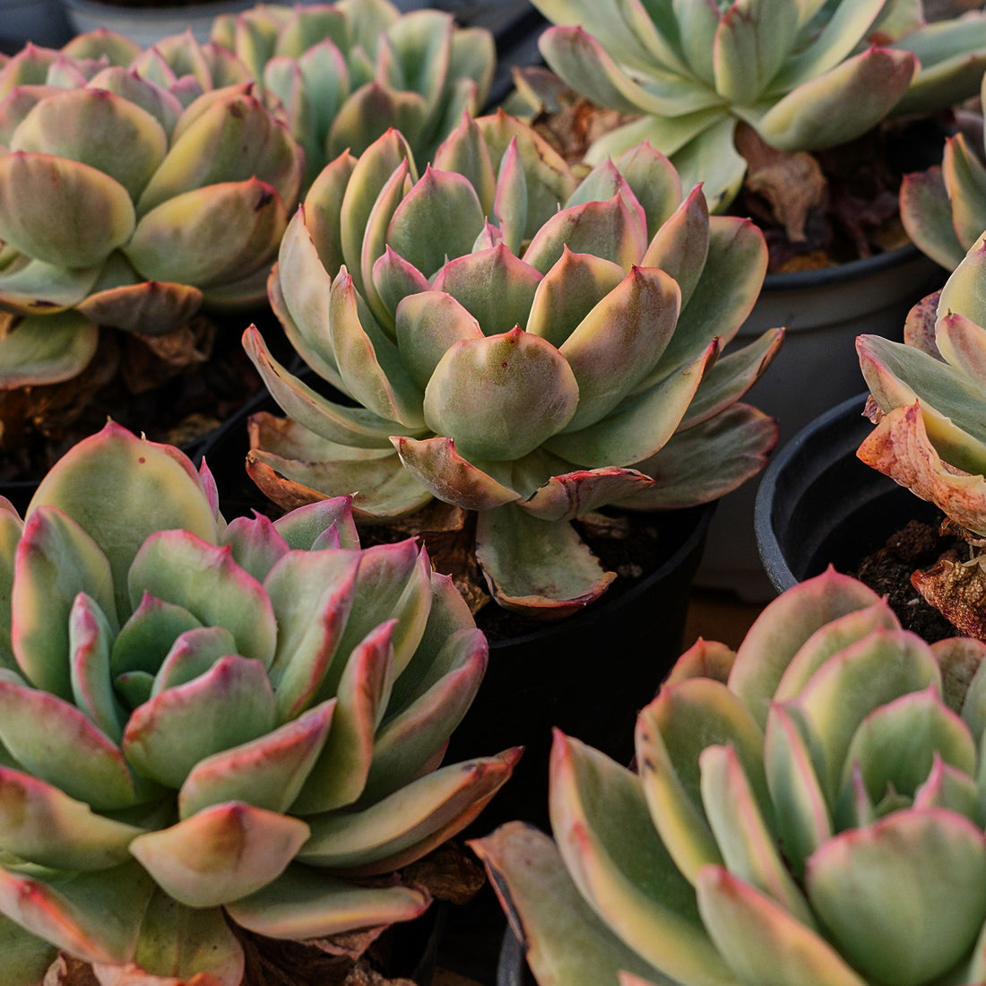 5'' Echeveria Luella, Rare Live Succulent Plants