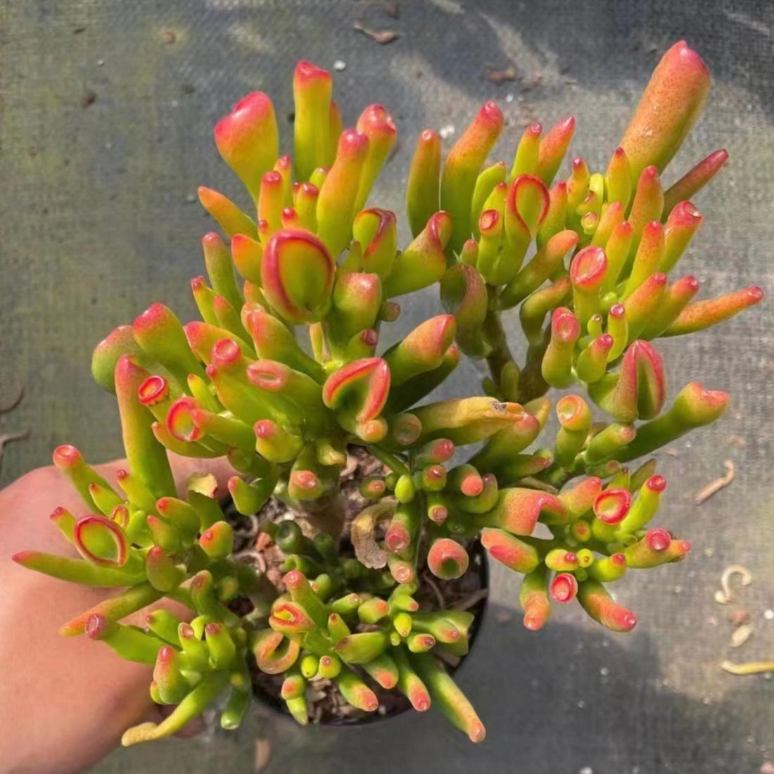 5'' Crassula Obliqua Gollum, Rare Live Succulent Plants