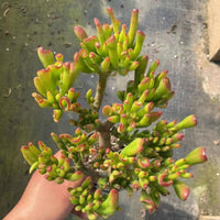 5'' Crassula Obliqua Gollum, Rare Live Succulent Plants