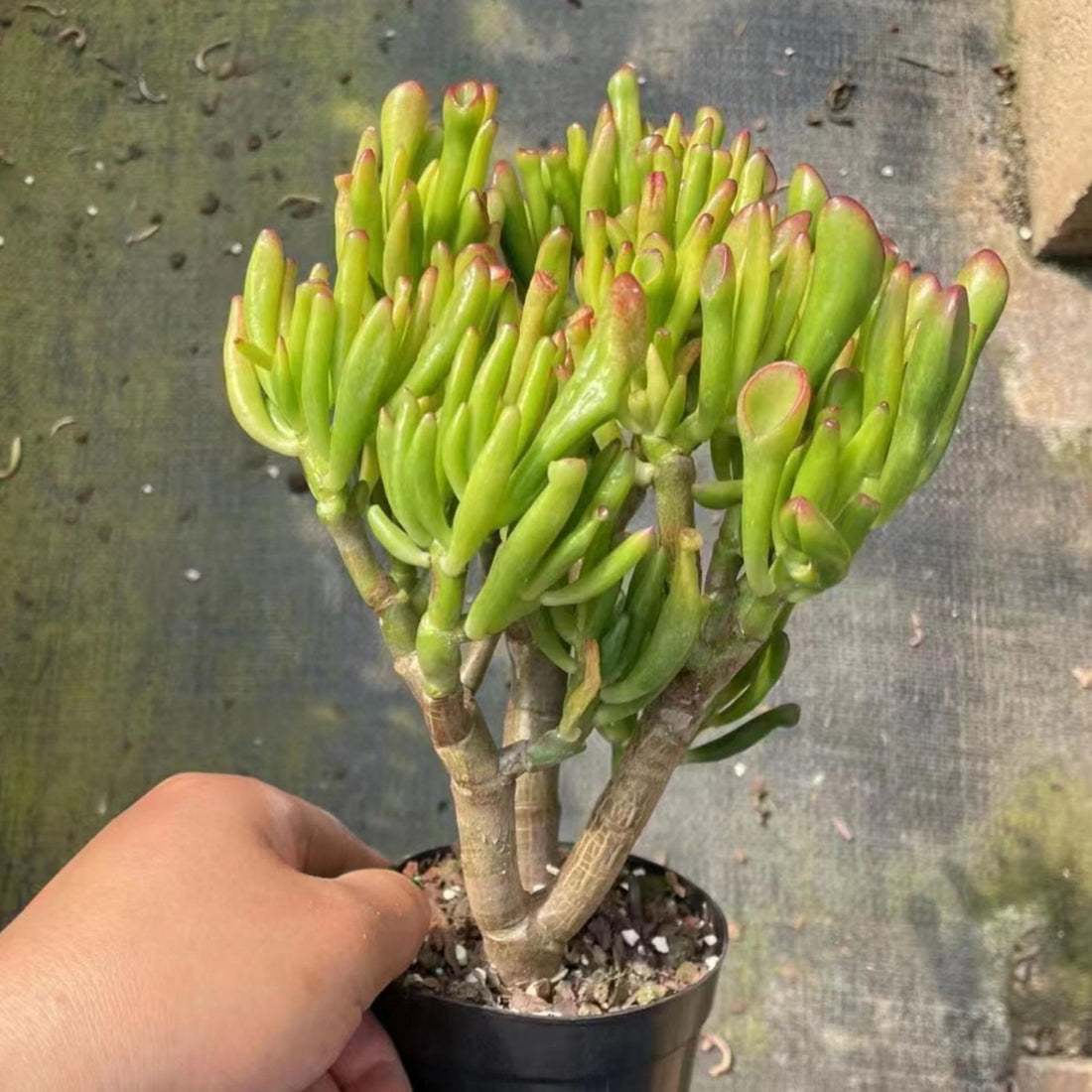 5'' Crassula Obliqua Gollum, Rare Live Succulent Plants