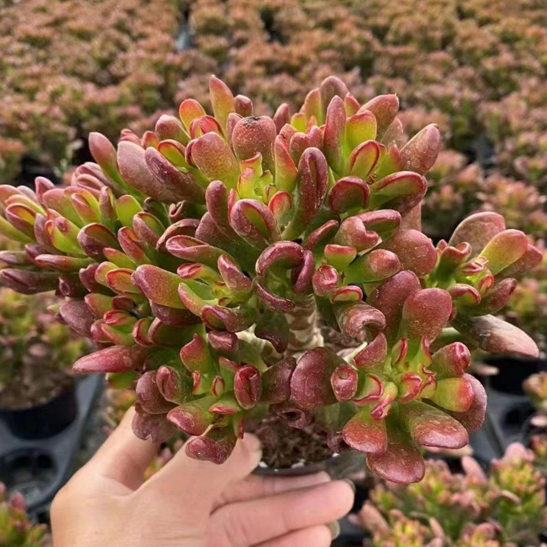 5'' Crassula Obliqua Gollum, Rare Live Succulent Plants