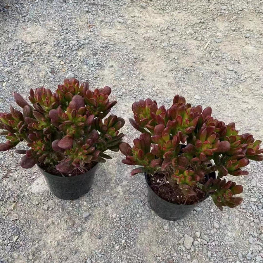 5'' Crassula Obliqua Gollum, Rare Live Succulent Plants