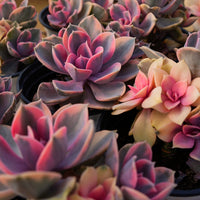 5'' Echeveria Rainbow, Rare Live Succulent Plants