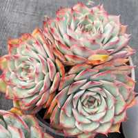 5'' Echeveria Pink Tips, Rare Live Succulent Plants