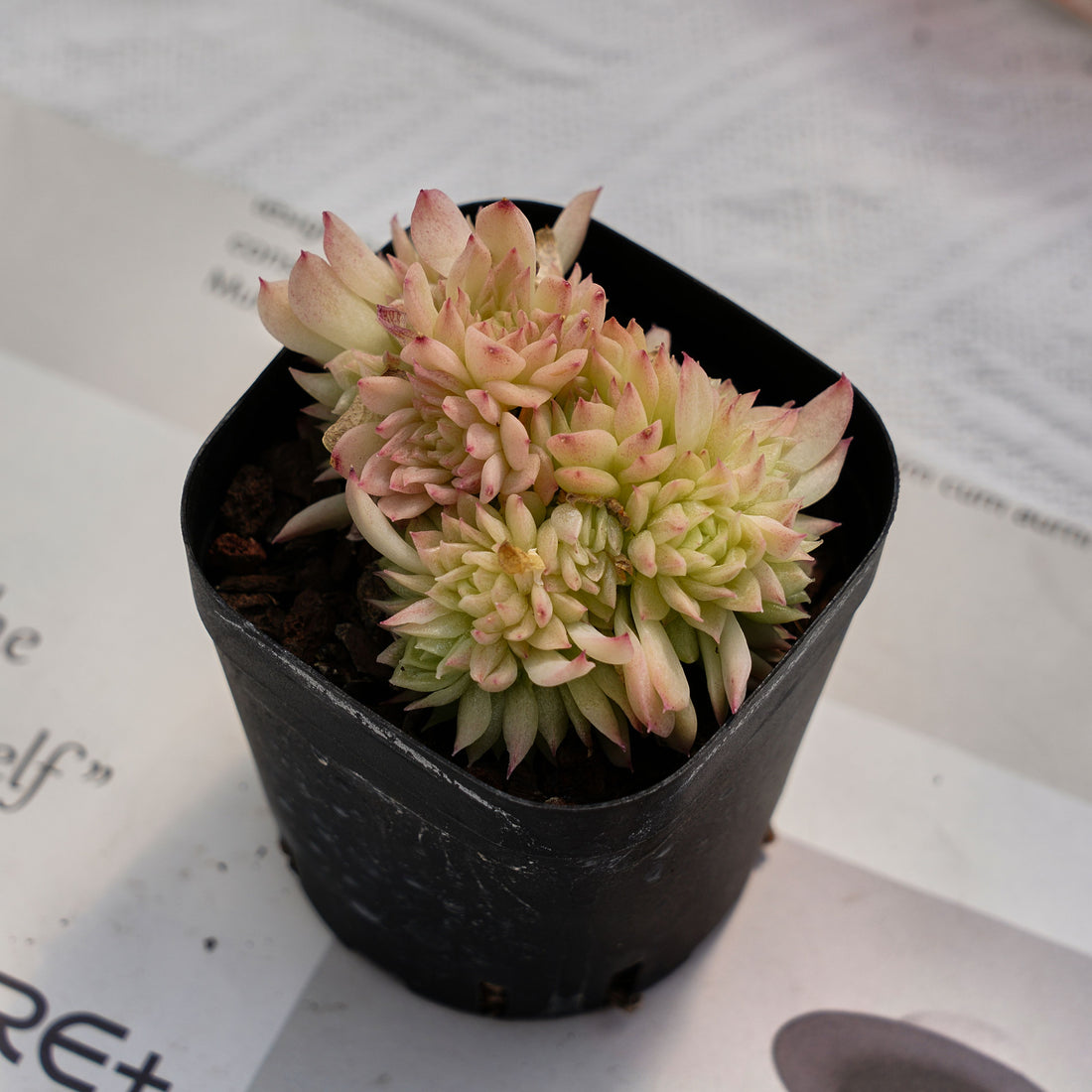 2'' Echeveria Clouds Smoke, Rare Live Succulent Plants