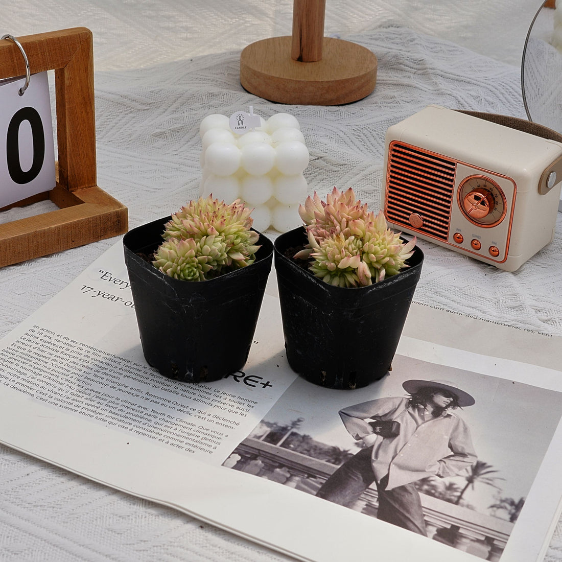 2'' Echeveria Clouds Smoke, Rare Live Succulent Plants