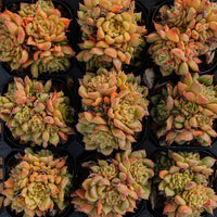 2.5'' Echeveria Tesla, Rare Live Succulent Plants