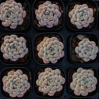 2'' Echeveria Viyant, Rare Live Succulent Plants