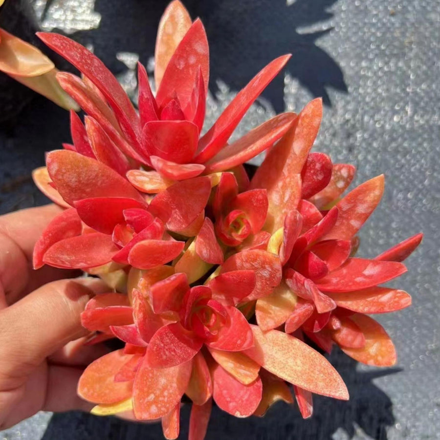 5'' Crassula capitella 'Campfire', Rare Live Succulent Plants