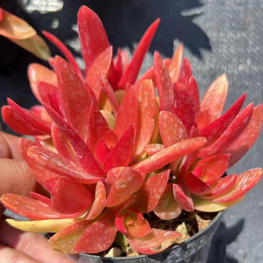 5'' Crassula capitella 'Campfire', Rare Live Succulent Plants