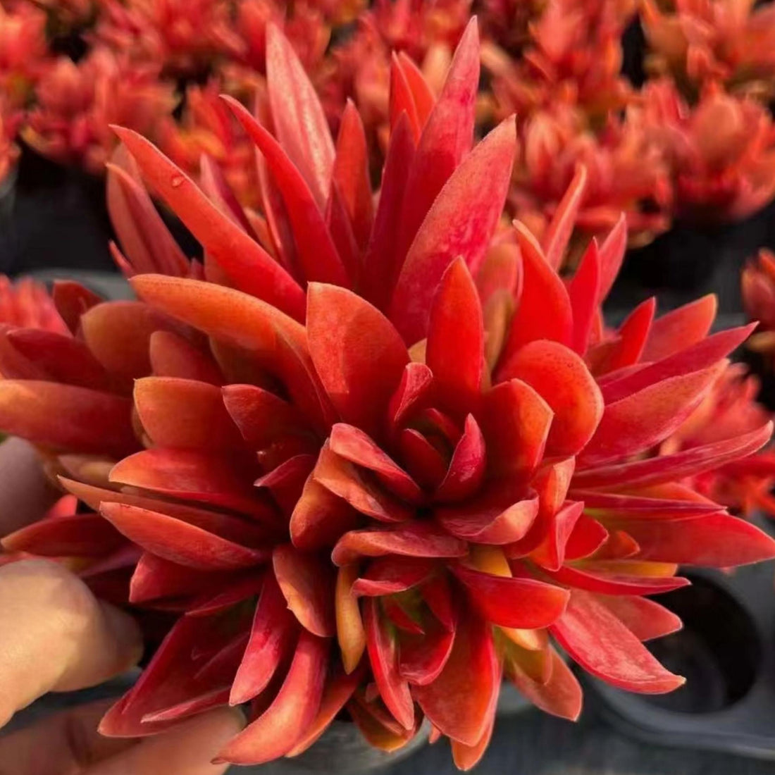 5'' Crassula capitella 'Campfire', Rare Live Succulent Plants