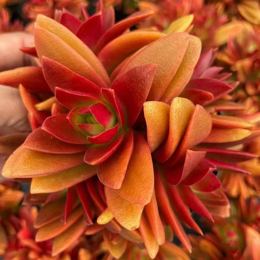 5'' Crassula capitella 'Campfire', Rare Live Succulent Plants