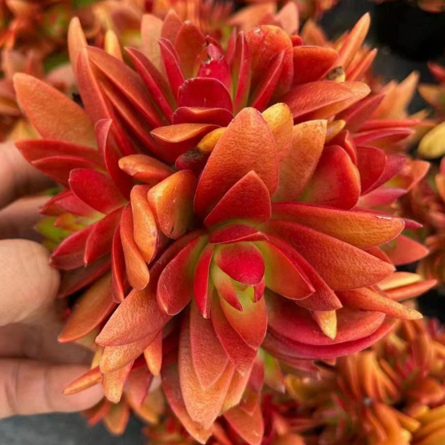 5'' Crassula capitella 'Campfire', Rare Live Succulent Plants