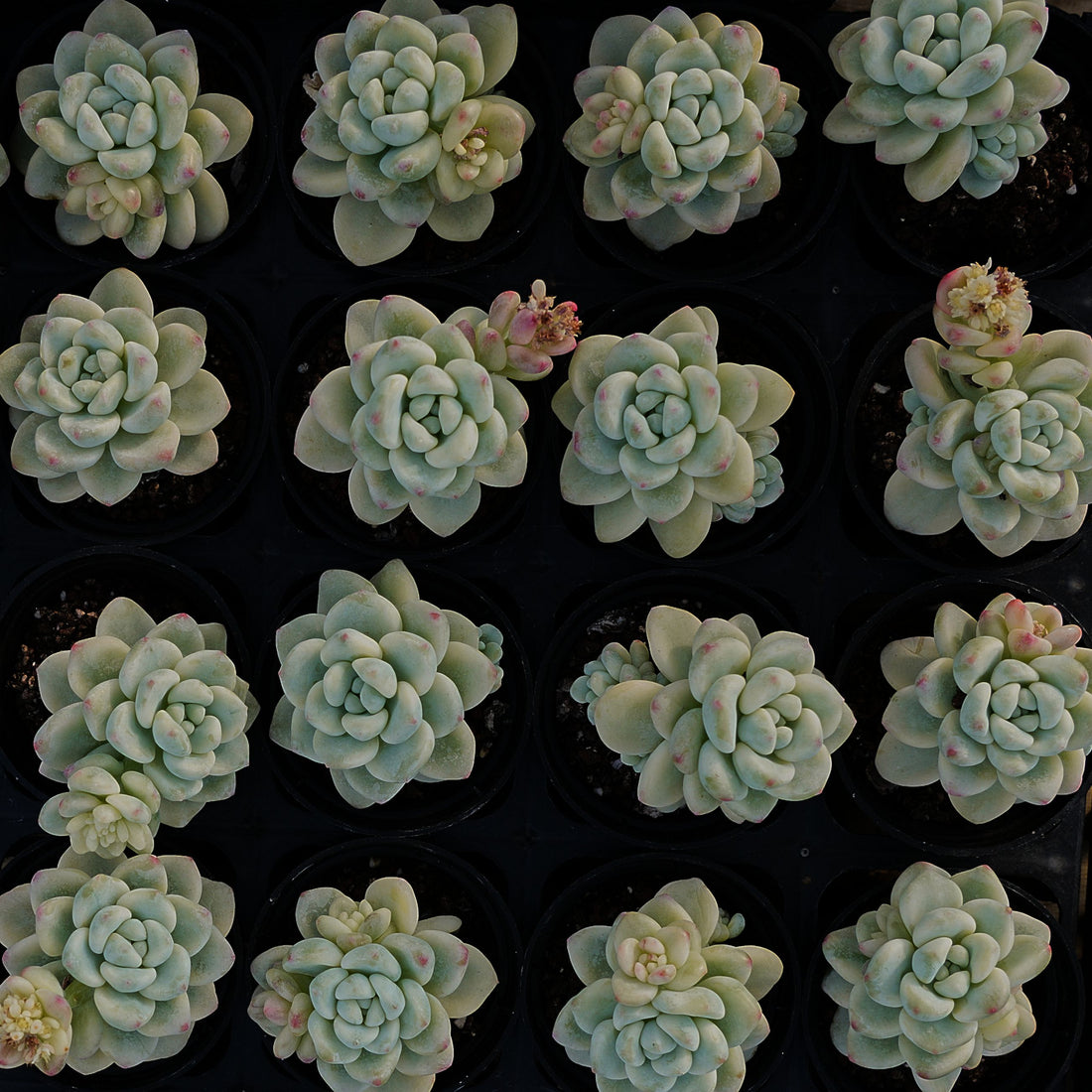 2'' Sedum Clavatum Variegated, Rare Live Succulent Plants