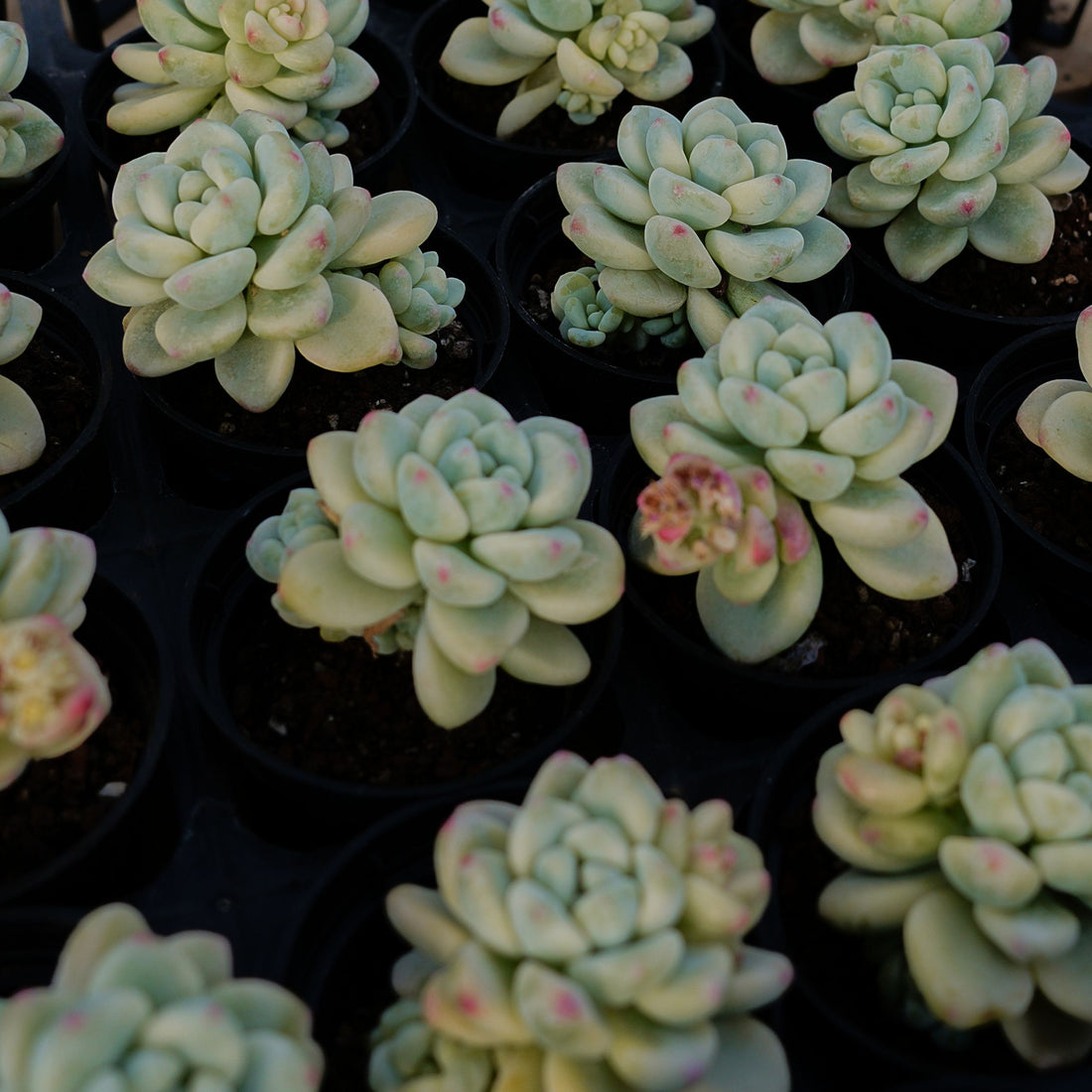 2'' Sedum Clavatum Variegated, Rare Live Succulent Plants