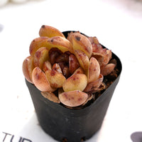 2'' Echeveria Blackberry, Rare Live Succulent Plants