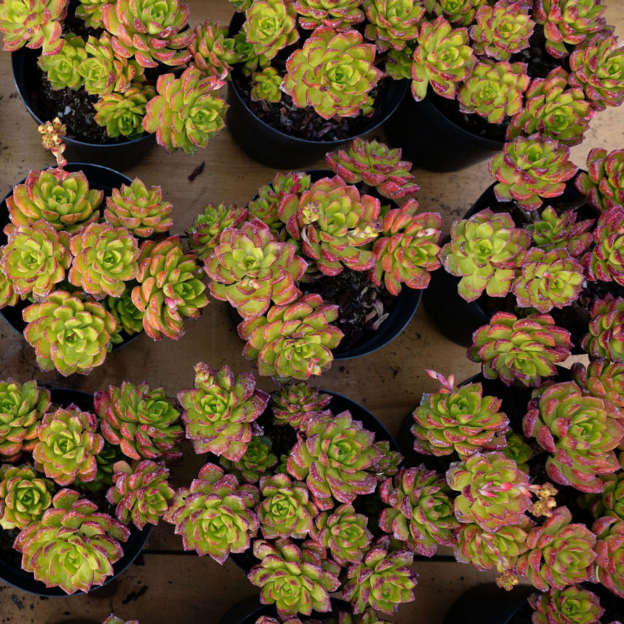 6'' Sedeveria Letizia, Rare Live Succulent Plants