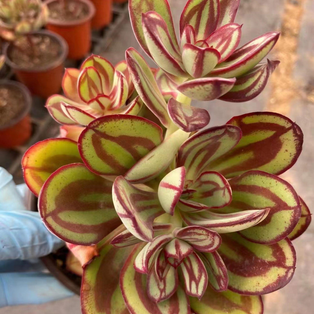 5'' Echeveria Nodulosa, Rare Live Succulent Plants