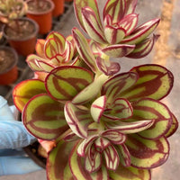 5'' Echeveria Nodulosa, Rare Live Succulent Plants