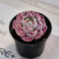 2'' Echeveria Desert Rose, Rare Live Succulent Plants