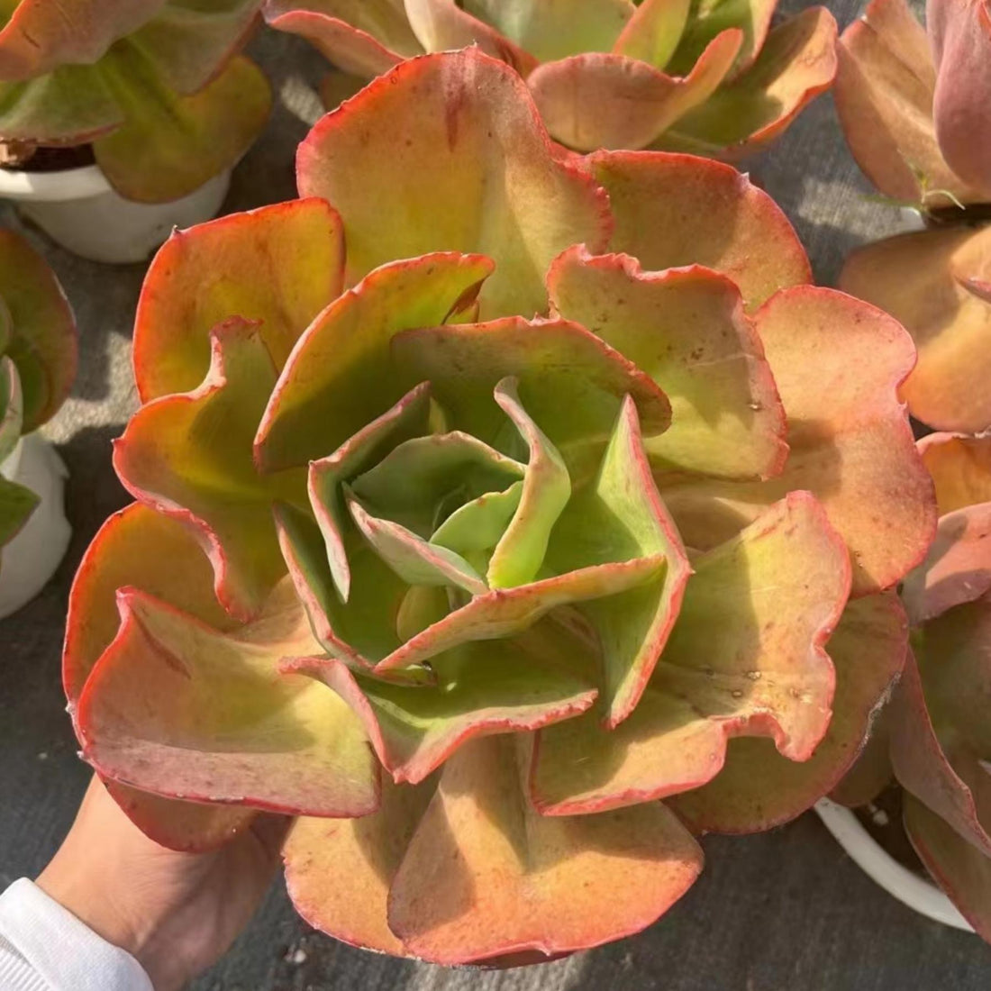 6'' Echeveria 'Suyon', Rare Live Succulent Plants