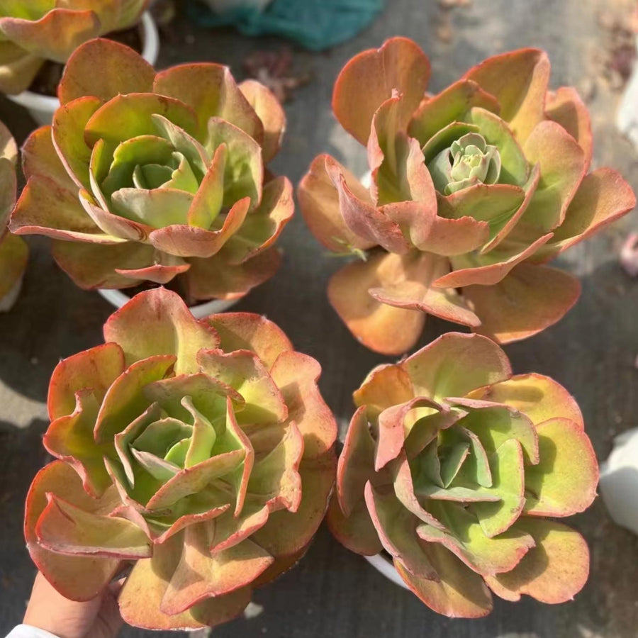 6'' Echeveria 'Suyon', Rare Live Succulent Plants