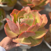 6'' Echeveria 'Suyon', Rare Live Succulent Plants