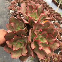 6'' Echeveria 'Suyon', Rare Live Succulent Plants