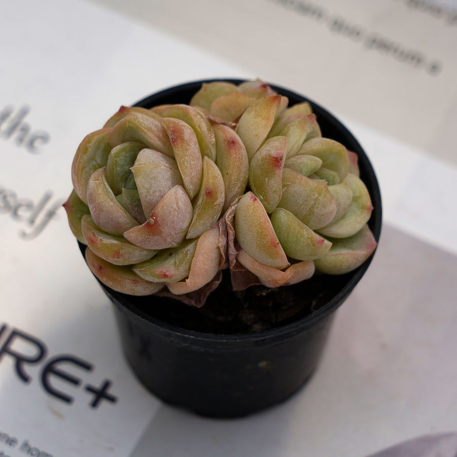 2'' Echeveria Macchiato, Rare Live Succulent Plants