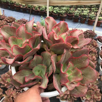 6'' Echeveria 'Suyon', Rare Live Succulent Plants