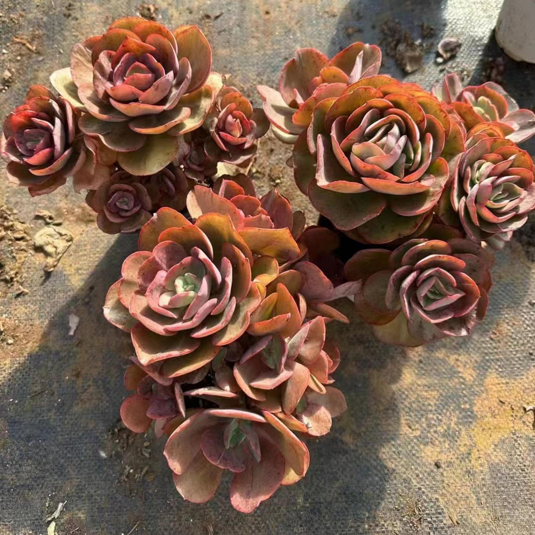 6'' Echeveria 'Suyon', Rare Live Succulent Plants