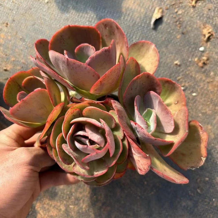 6'' Echeveria 'Suyon', Rare Live Succulent Plants